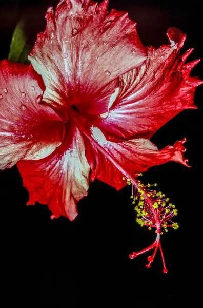 Hibiscus flower on black background — Stock Photo, Image