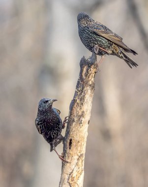 ortak starling, Sturnus vulgaris 