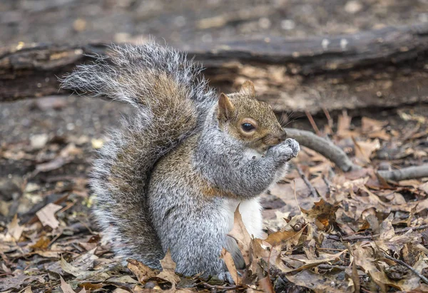 Sciurus carolinensis, gemensamma namnet östra — Stockfoto