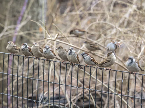 Σπίτι sparrow σε φράχτη — Φωτογραφία Αρχείου