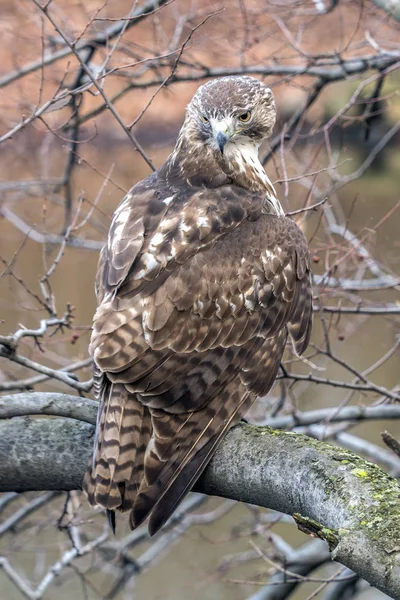 Falcão de cauda vermelha, buteo jamaicensis — Fotografia de Stock