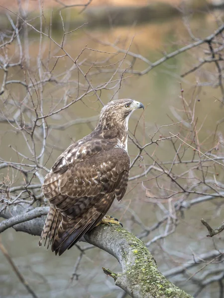 Falcão de cauda vermelha, buteo jamaicensis — Fotografia de Stock