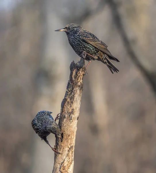 Estornino común, Sturnus vulgaris —  Fotos de Stock