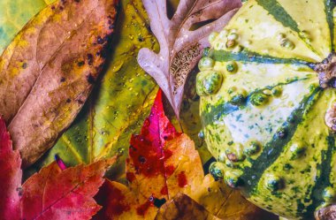 Sonbahar sakin bir hayat