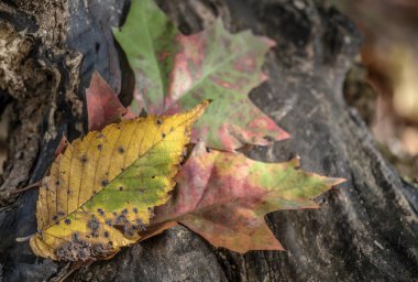 parkta sonbahar yaprakları