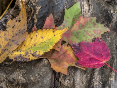 parkta sonbahar yaprakları