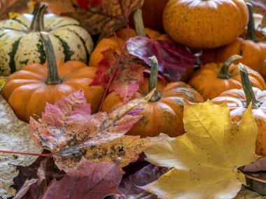 Sonbahar sakin bir hayat