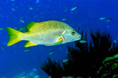 öğretmen snapper, Lutjanus apodus