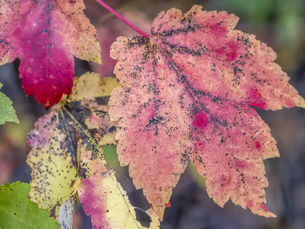 Autumn leaves in park — Stock Photo, Image