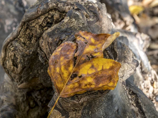 Autumn leaves in park — Stock Photo, Image