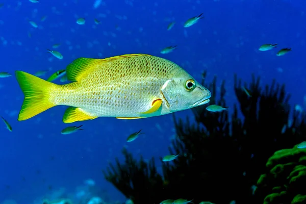 Schoolmaster snapper,Lutjanus apodus — Stock Photo, Image