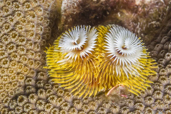 Spirobranchus giganteus, різдвяні ялинкові хробаки — стокове фото