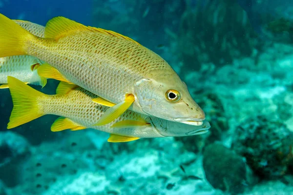 Schulmeisterschnapper, lutjanus apodus — Stockfoto