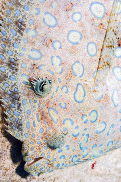 Solha-de-pavão, Bothus mancus — Fotografia de Stock