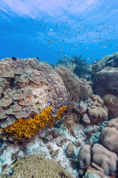 Карибский коралловый риф — стоковое фото