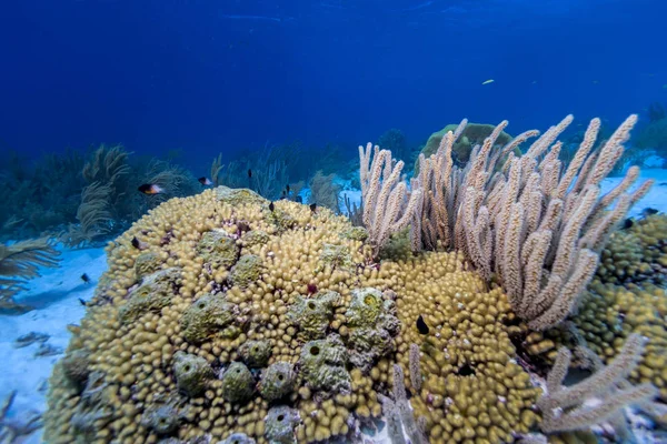 カリブ海サンゴ礁Καραϊβική ακτή στον Παναμά — ストック写真