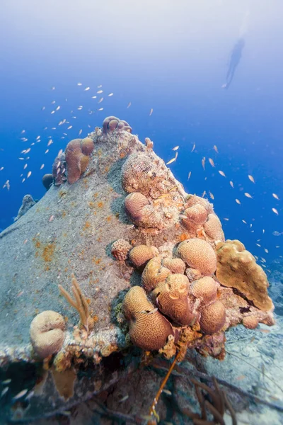 Caribbean coral reef — Stock Photo, Image