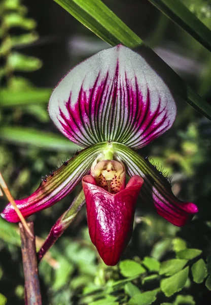 Paphiopedilum orchidée dame pantoufle — Photo