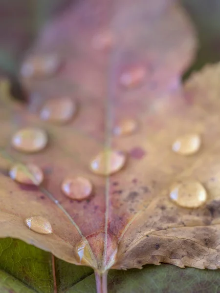 紅葉 — ストック写真