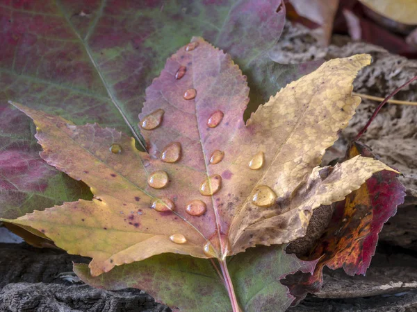 Autumn maple  leaf — Stock Photo, Image