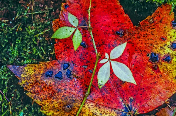 Autumn maple  leaf — Stock Photo, Image