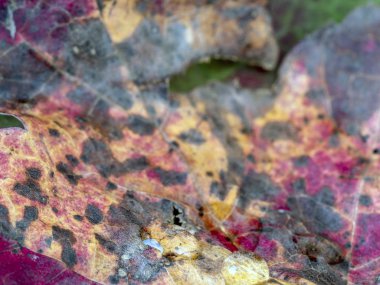 Renkli sonbahar yaprakları