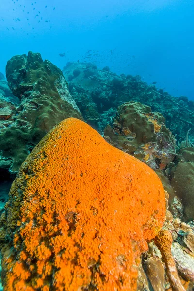 카리브 해 산호초 — 스톡 사진