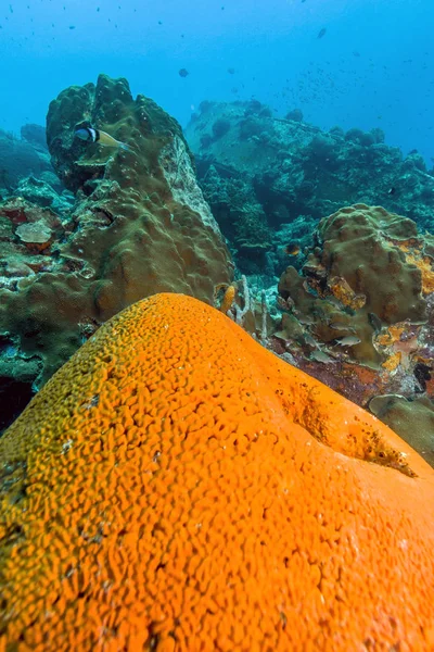 Arrecife de coral del Caribe — Foto de Stock