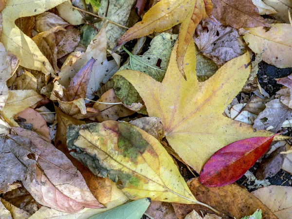 Herfstbladeren in het bos — Stockfoto