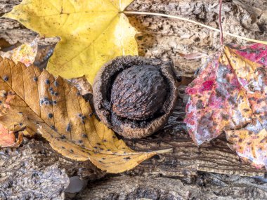 Sonbahar sakin bir hayat