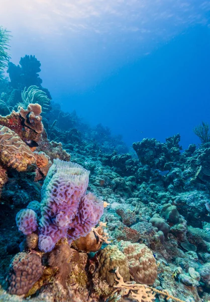 Azurové váza houba, callyspongia plicifera — Stock fotografie