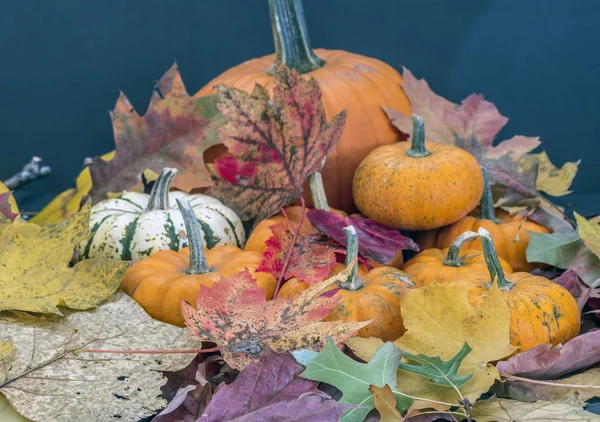 Zucca e foglie d'autunno — Foto Stock