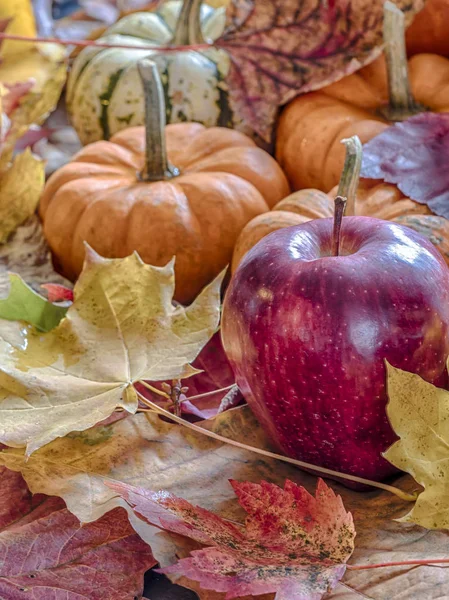 Zucca e foglie d'autunno — Foto Stock