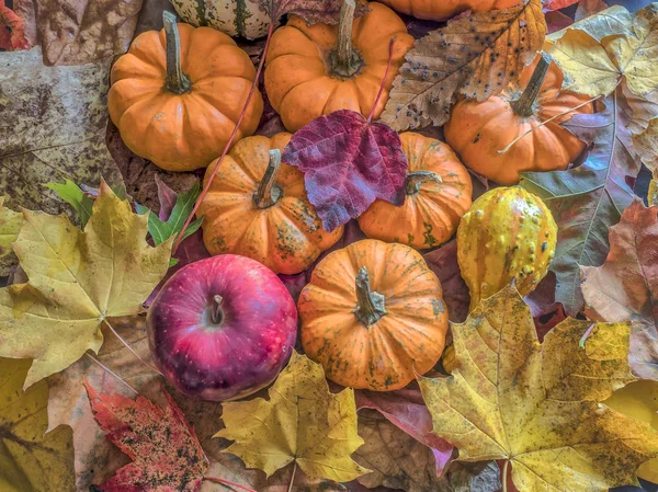 Kürbis und Herbstblätter — Stockfoto