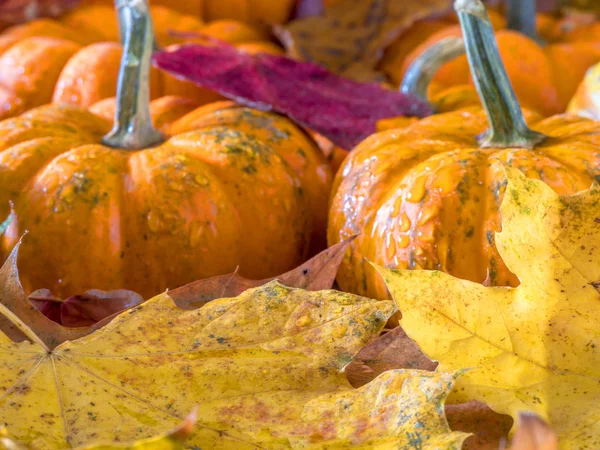 Kürbis und Herbstblätter — Stockfoto