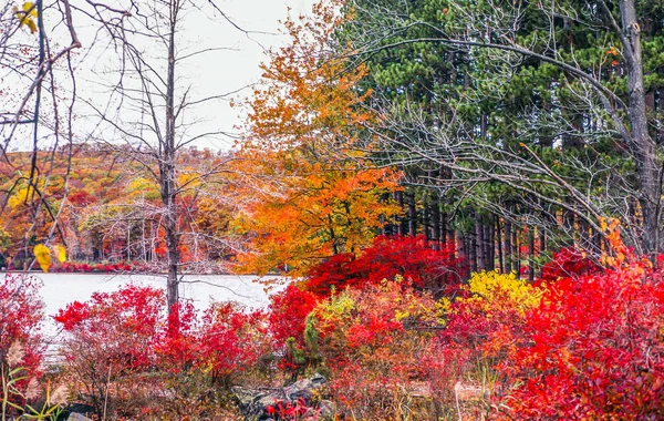 Herfst in het bos — Stockfoto