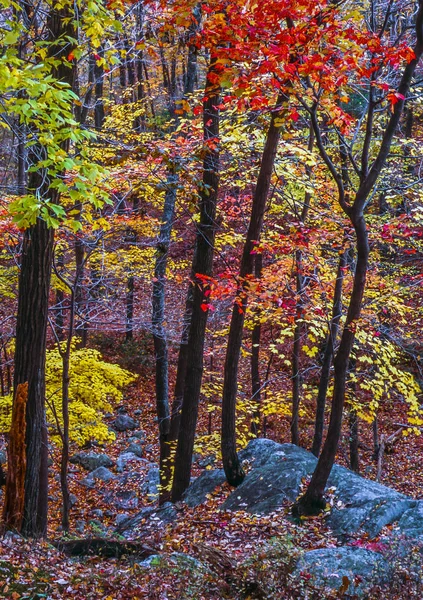 Outono na floresta — Fotografia de Stock