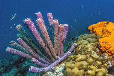 Aplysina archeri, soba borusu sünger 