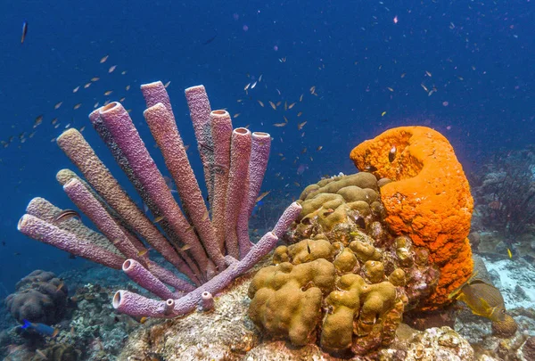 Aplysina archeri, stove-pipe sponge — стоковое фото