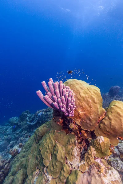 Aplysina archeri, spugna per tubi cottura — Foto Stock