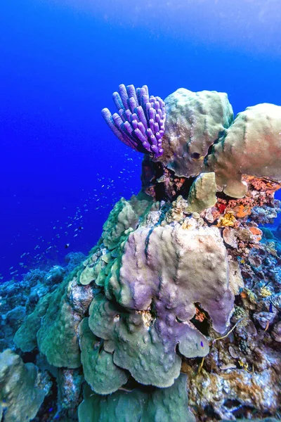 Aplysina archeri, spugna per tubi cottura — Foto Stock