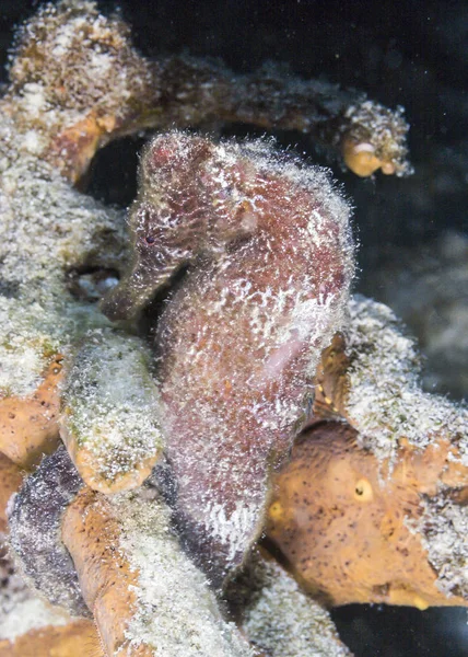 Облицьований Морський коник, гіпокампі erectus — стокове фото