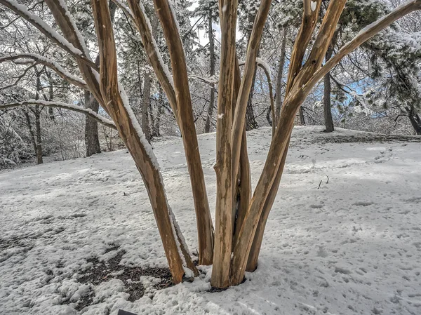 中央公园、 纽约城的冬天 — 图库照片