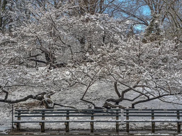 Central Park, Nova York inverno — Fotografia de Stock