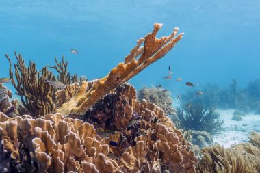 Elkhorn mercan (Acropora palmata) 