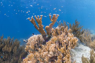 Elkhorn mercan (Acropora palmata) 