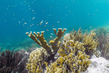 Elkhorn mercan (Acropora palmata) 