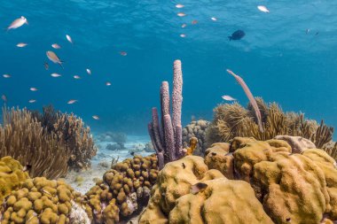 Aplysina archeri, soba borusu sünger 