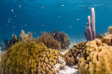 Aplysina archeri, soba borusu sünger 