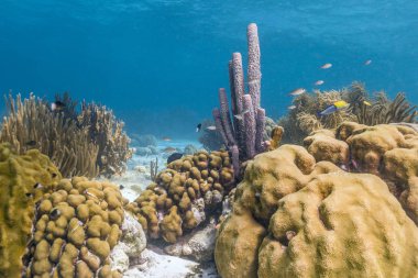 Aplysina archeri, soba borusu sünger 
